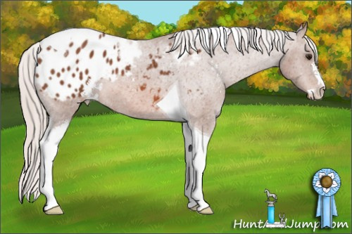 Horse Color: Silver Bay Sabino Tobiano Blanket 