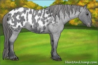 Horse Color:Blue Roan Appaloosa 