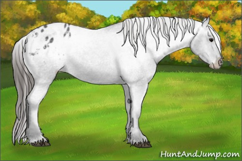 Horse Color: Blue Roan Blanket 