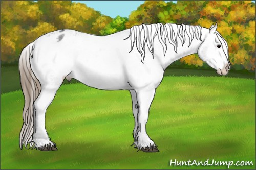 Horse Color: Smoky Blue Roan Varnish Rabicano 