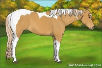 Horse Color:Palomino Tobiano 