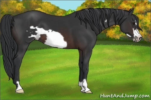 Horse Color: Brown Frame 