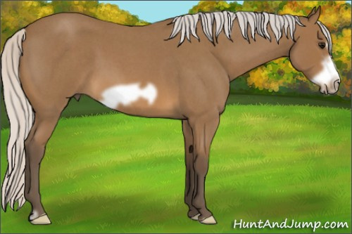 Horse Color: Silver Buckskin Roan Frame 