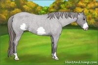 Horse Color:Smoky Blue Roan Frame Varnish 