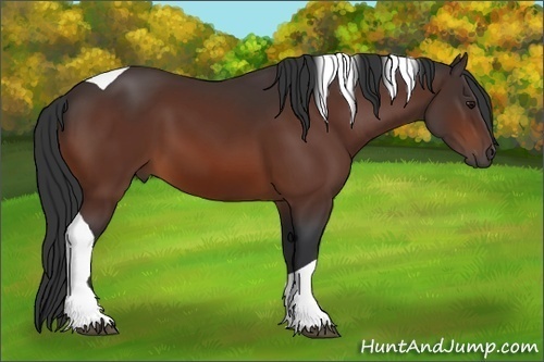Horse Color: Bay Sabino Tobiano 