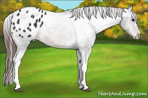 Horse Color:Brown Appaloosa 