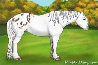 Horse Color:Silver Black Splash Appaloosa 