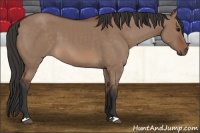 Horse Color:Bay Dun