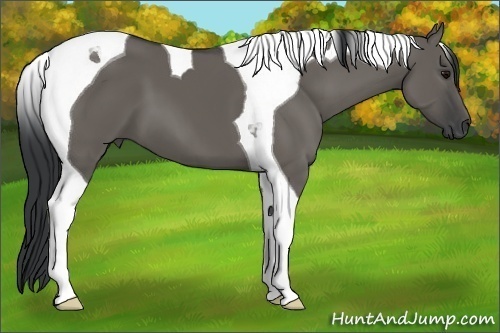 Horse Color:Grullo Tobiano 