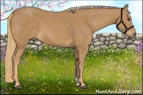 Horse Color: Chestnut 