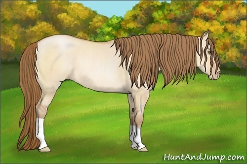 Horse Color: Bay Pearl Dun 