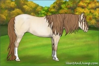 Horse Color:Bay Pearl Dun 
