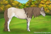 Horse Color:Grullo Pearl Sabino 