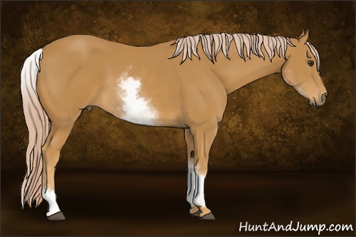 Horse Color: White Spotted Palomino Sabino 