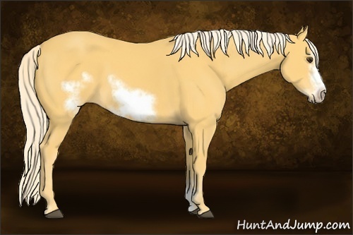 Horse Color: Palomino Sabino Frame 