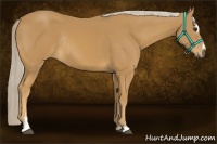 Horse Color:Palomino Sabino Rabicano 
