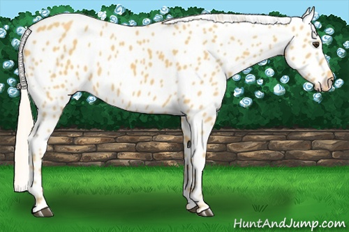Horse Color:Palomino Appaloosa Rabicano