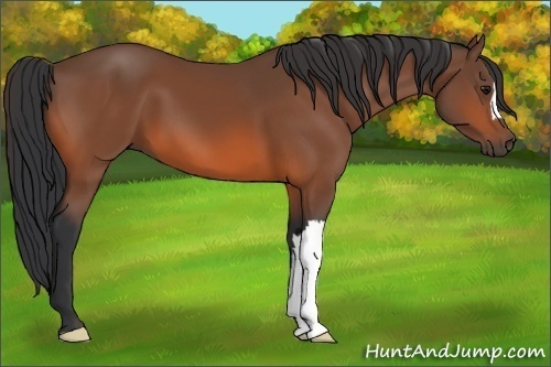 Horse Color: Bay 