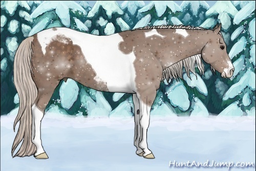 Horse Color: Silver Black Sabino Tobiano 