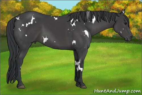 Horse Color: White Spotted Black Sabino 