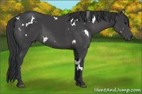 Horse Color:White Spotted Black Sabino