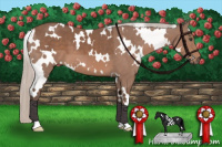 Horse Color:White Spotted Silver Black 