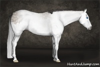 Horse Color:Gray Brown Dun Sabino Splash 