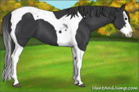 Horse Color:Black Splash Tobiano