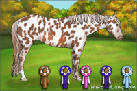 Horse Color:Chestnut Appaloosa