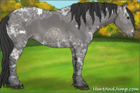Horse Color:White Spotted Black Ice 