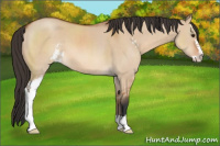 Horse Color:Bay Dun Sabino 