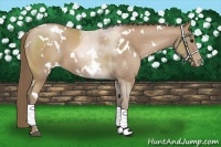 Horse Color:White Spotted Black Pearl Sabino 