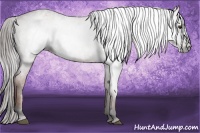Horse Color:Gray Bay Roan Appaloosa 