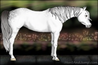 Horse Color:Gray White Spotted Liver Chestnut