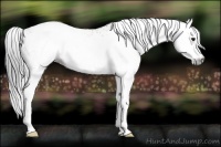 Horse Color:Gray White Spotted Bay 