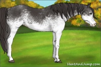 Horse Color:White Spotted Smoky Black