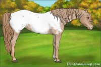 Horse Color:Chestnut Snowcap 