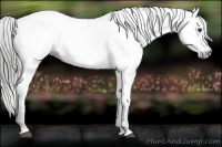 Horse Color:Gray Liver Chestnut Snowcap 