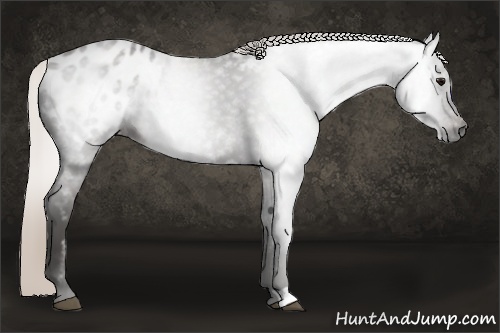 Horse Color:Gray Silver Black Appaloosa 