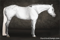 Horse Color:Gray Silver Black Appaloosa 