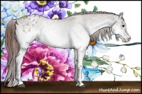 Horse Color:White Spotted Brown Roan Dun Appaloosa