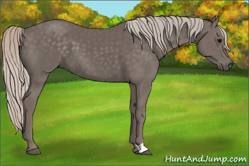 Horse Color:Silver Black 