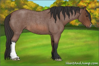 Horse Color:Bay Roan 