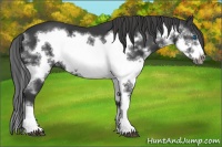 Horse Color:Black Splash Frame