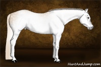 Horse Color:Gray White Spotted Palomino 