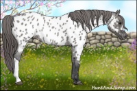 Horse Color:Grullo Roan Blanket Rabicano 