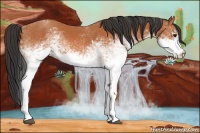 Horse Color:White Spotted Bay 
