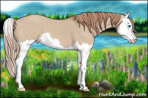 Horse Color:Red Dun Splash 