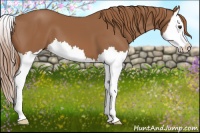 Horse Color:Chestnut Splash 