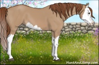 Horse Color:Red Dun Splash